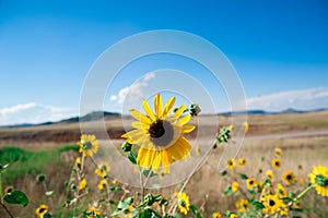 Flowers of the country side in America. America is a continent where American mainly live.