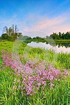 Flowers countryside spring landscape blue sky river