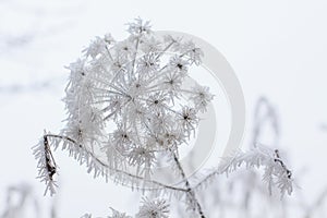 Flowers covered with frost