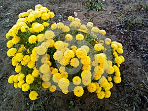 Flowers covered with hoarfrost.