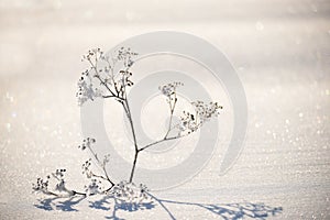 Flowers covered with sparkling hoarfrost and snow on a snowy field.