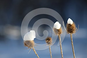 Flowers covered with white  snow