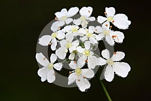 Flowers of Cow Parsley