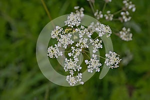 flowers of cow parsley - Anthriscus sylvestris