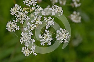 flowers of cow parsley - Anthriscus sylvestris