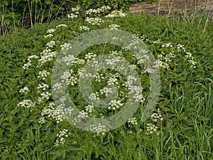 flowers of cow parsley - Anthriscus sylvestris