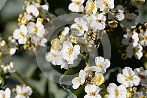 Flowers of a crambe, Crambe maritima
