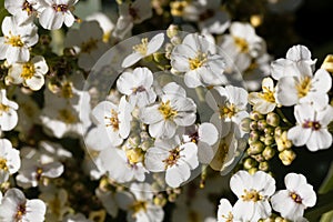 Flowers of a crambe, Crambe maritima