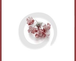 Flowers of crape-myrtle - Pink, magenta or rose