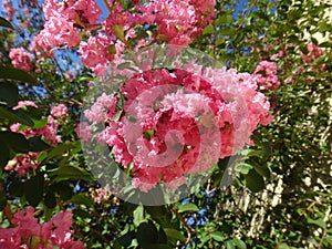 Flowers of crape-myrtle - Pink or rose
