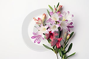 Flowers creative composition. Bouquet of freesias flowers plant with leaves isolated on white background. Flat lay, top view