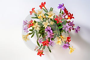 Flowers creative composition. Bouquet of freesias flowers plant with leaves isolated on white background. Flat lay, top view
