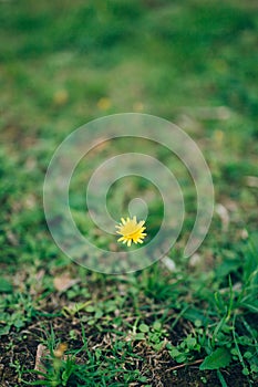 Flowers Crepis in green grass