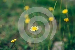 Flowers Crepis in green grass