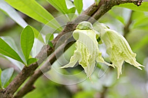 The flowers of Crescentia cujete