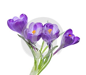Flowers of crocus isolated on white.