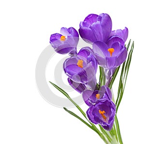 Flowers of crocus isolated on white.