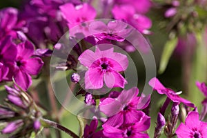 Flowers of a cultivated prairie phlox, Phlox pilosa