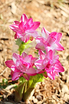 The flowers of Curcuma aromatica