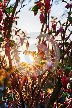 Flowers of a currant bush backlit by the setting sun with a sun star shining through the leaves