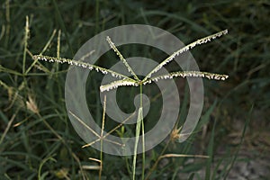Cynodon dactylon plant