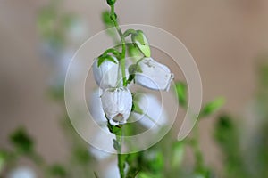 Flowers of Daboecia cantabrica photo