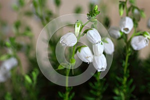 Flowers of Daboecia cantabrica photo