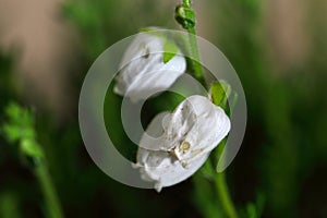 Flowers of Daboecia cantabrica photo