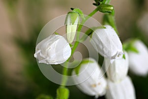 Flowers of Daboecia cantabrica