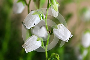 Flowers of Daboecia cantabrica photo