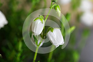 Flowers of Daboecia cantabrica photo