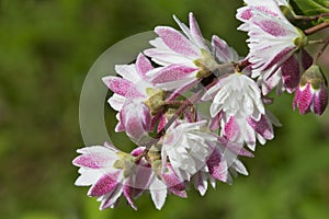 Flowers Dacia (Deutzia)