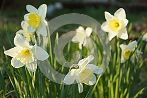 Flowers daffodils on the background of a green lawn on a summer day