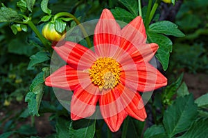 Flowers Dahlia `Jolly Fellows`. Pale red flower dahlia. Flowers closeup.