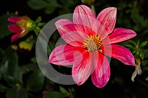 Flowers Dahlia `Jolly Fellows`. Pink flower dahlia. Flowers closeup.