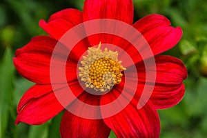 Flowers Dahlia `Jolly Fellows`. Red flower dahlia. Flowers closeup.