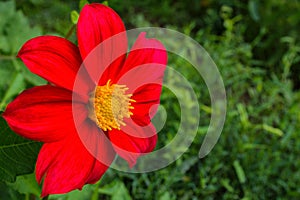 Flowers Dahlia `Jolly Fellows`. Red flower dahlia. Flowers closeup.