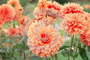 Flowers Dahlias