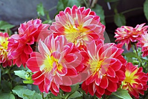Flowers of dahlias in fiery red yellow colors