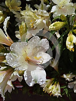 White Flowers with Raindrops photo