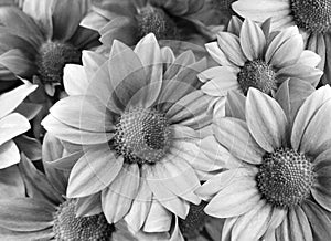 Flowers Daisies black-white. close-up. floral collage. Spring composition.