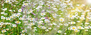 Flowers daisies on field