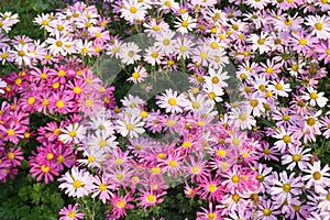 Flowers Daisy. Color nature background photo