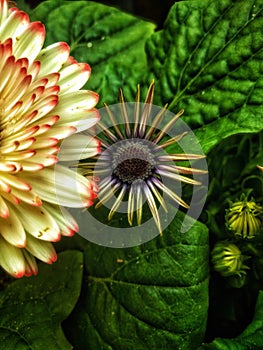 Flowers daisy nature greenhouse garden beautiful north country