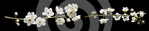 flowers of damson isolated for background spring season