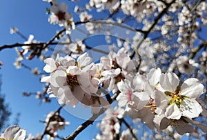 Flowers of damson tree in spring with blue sky background