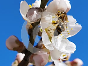 Flowers of damson tree in spring with blue sky background