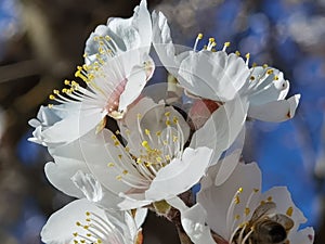 Flowers of damson tree in spring with blue sky background