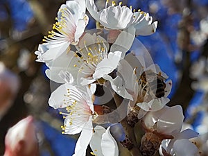 Flowers of damson tree in spring with blue sky background