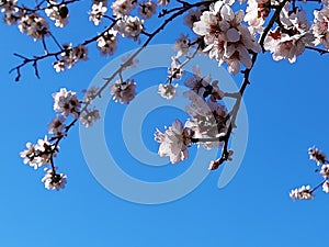 Flowers of damson tree in spring with blue sky background